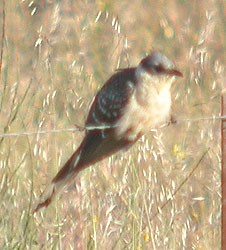 Great Spotted Cuckoo  - Clamator glandarius © John Muddeman